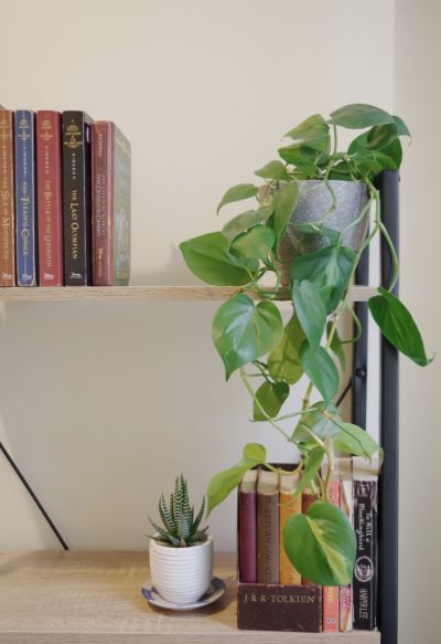 Philodendron Scandens